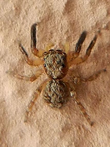 Salticidae sp.: Pseudeuophrys vafra - Venezia Lido